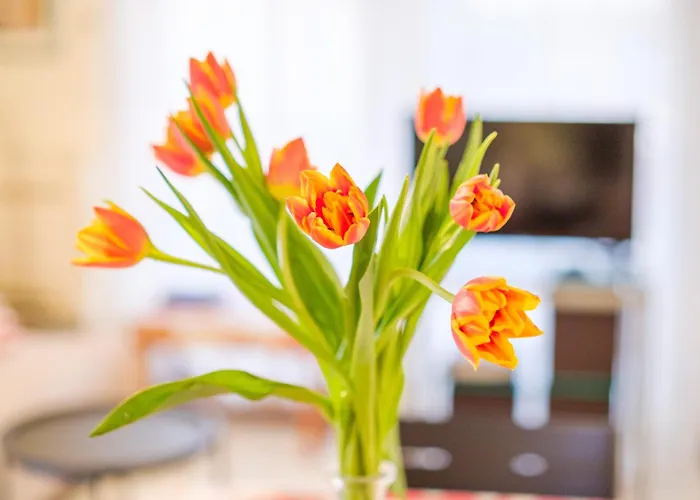 Riviera Anemone Appartamento